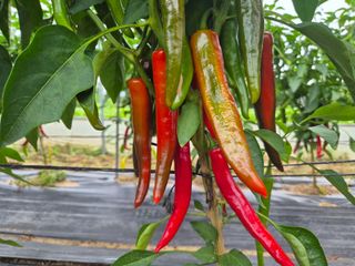 심관흠님의 고추 · 병해충상담 작성글 사진
