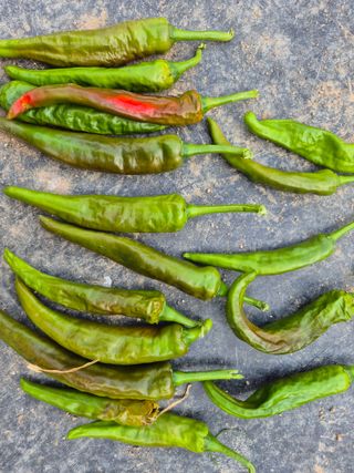 이상열님의 고추 · 병해충상담 작성글 사진