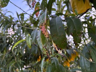 님의 복숭아 · 병해충상담 작성글 사진