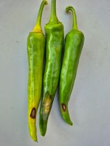 팜모닝 고추·병해충상담 게시글 이미지