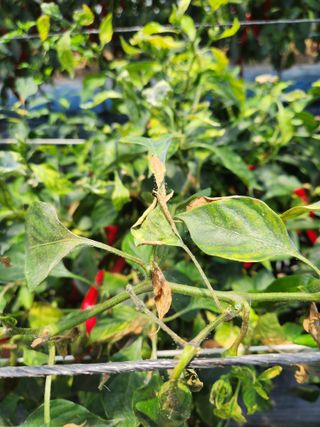 오빠스타님의 고추 · 병해충상담 작성글 사진