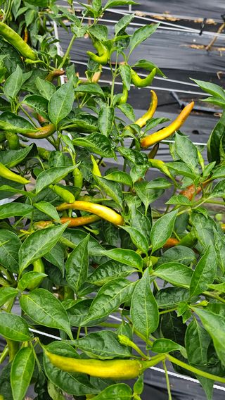 배성은365님의 고추 · 병해충상담 작성글 사진