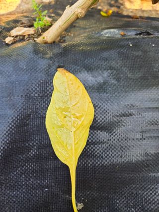 김정배님의 고추 · 병해충상담 작성글 사진