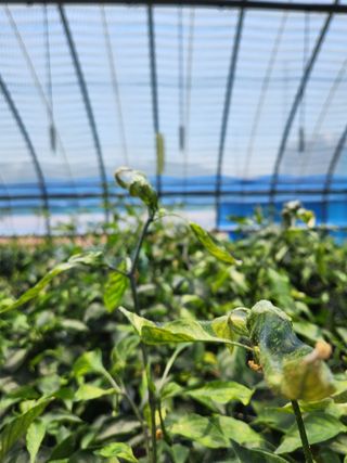 오빠스타님의 고추 · 병해충상담 작성글 사진