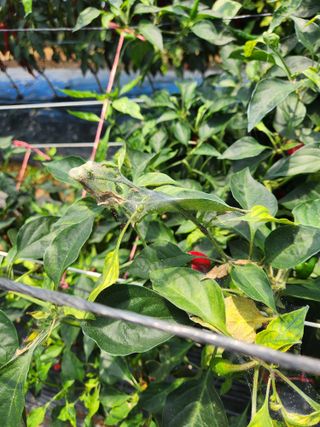 오빠스타님의 고추 · 병해충상담 작성글 사진