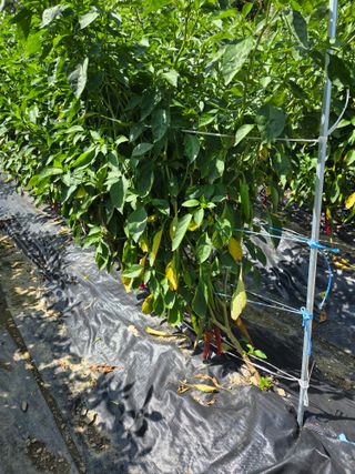 김정배님의 고추 · 병해충상담 작성글 사진