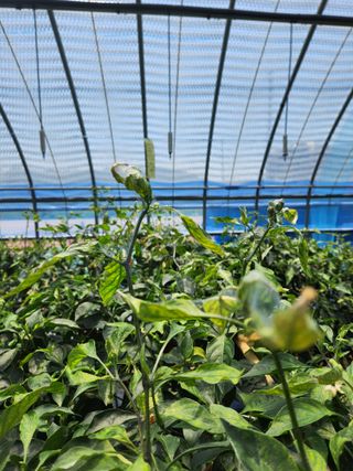 오빠스타님의 고추 · 병해충상담 작성글 사진