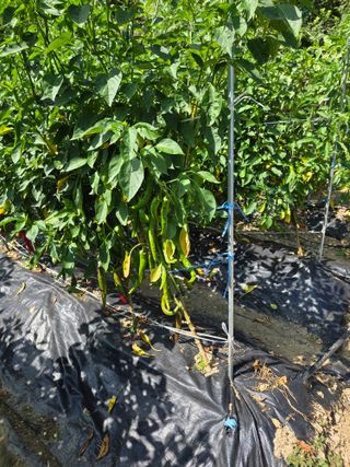 김정배님의 고추 · 병해충상담 작성글 사진