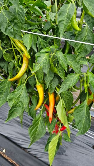 배성은365님의 고추 · 병해충상담 작성글 사진