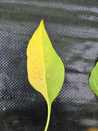 김정배님의 고추 · 병해충상담 작성글 사진