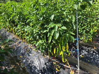 김정배님의 고추 · 병해충상담 작성글 사진