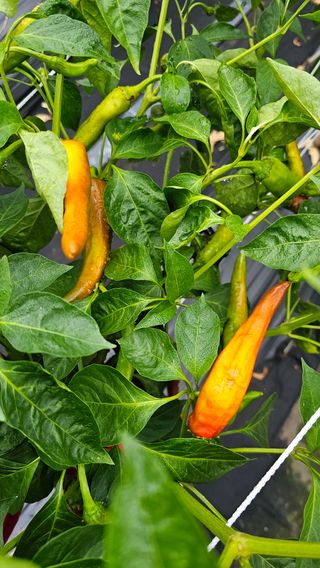 배성은365님의 고추 · 병해충상담 작성글 사진