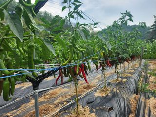 포청천님의 고추 · 병해충상담 작성글 사진