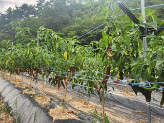 포청천님의 고추 · 병해충상담 작성글 사진