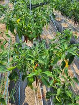 팜모닝 고추·병해충상담 게시글 이미지