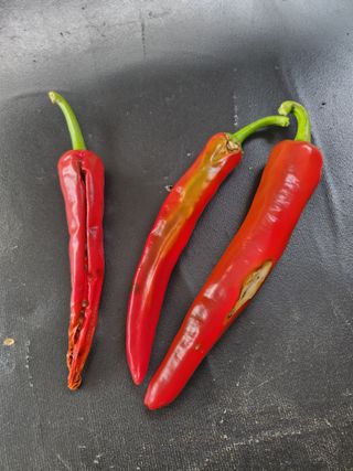 포청천님의 고추 · 병해충상담 작성글 사진