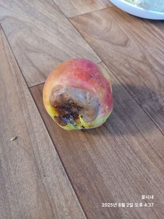 텃밭님의 복숭아 · 병해충상담 작성글 사진