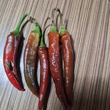 팜모닝 고추·병해충상담 게시글 이미지