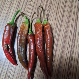 갈미산님의 고추 · 병해충상담 작성글 사진