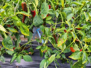 황공이오님의 고추 · 병해충상담 작성글 사진