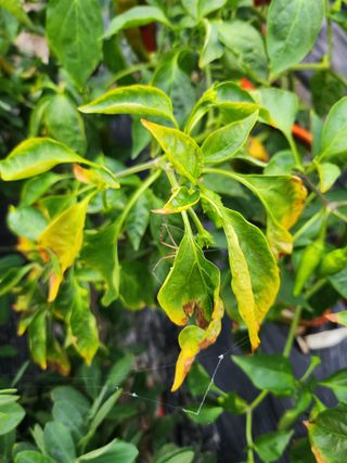 황공이오님의 고추 · 병해충상담 작성글 사진