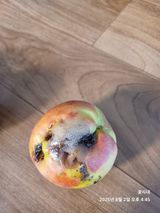 팜모닝 복숭아·병해충상담 게시글 이미지