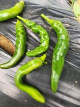 팜모닝 고추·병해충상담 게시글 이미지