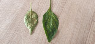 김익중님의 고추 · 병해충상담 작성글 사진