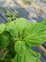 팜모닝 들깨·병해충상담 게시글 이미지