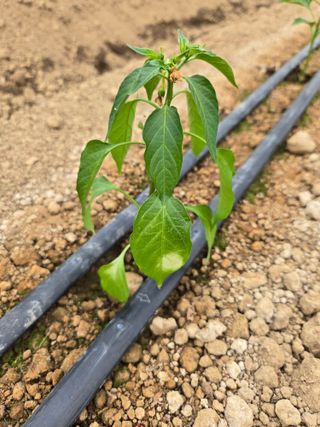 김지나님의 고추 · 병해충상담 작성글 사진