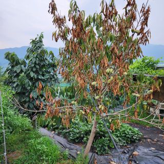 하동삼삼오오님의 기타작물 · 병해충상담 작성글 사진