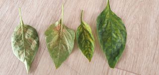 김익중님의 고추 · 병해충상담 작성글 사진