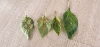 김익중님의 고추 · 병해충상담 작성글 사진