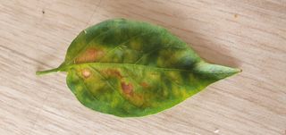 김익중님의 고추 · 병해충상담 작성글 사진