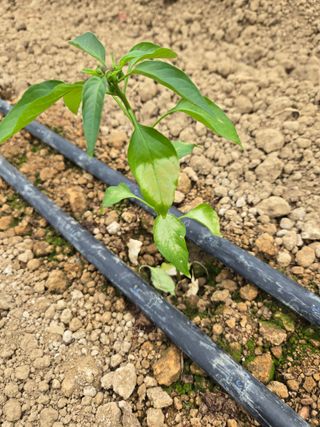 김지나님의 고추 · 병해충상담 작성글 사진