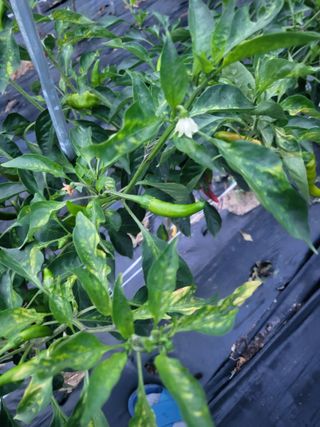 장용익님의 고추 · 병해충상담 작성글 사진