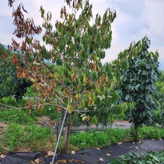 하동삼삼오오님의 기타작물 · 병해충상담 작성글 사진