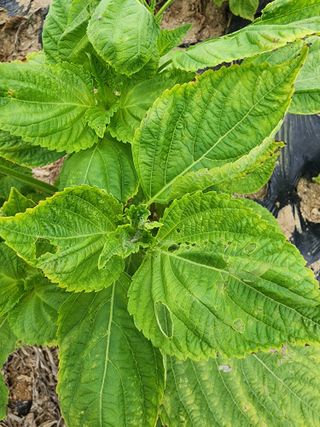 조정구님의 들깨 · 병해충상담 작성글 사진