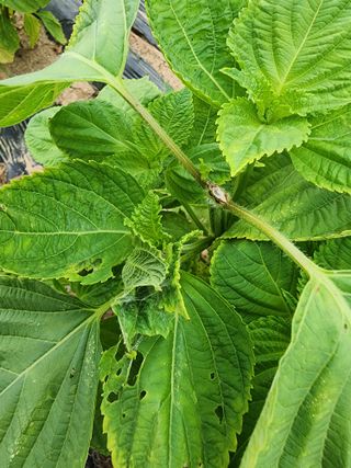 조정구님의 들깨 · 병해충상담 작성글 사진