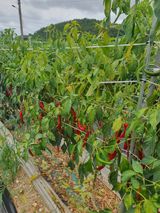 팜모닝 고추·병해충상담 게시글 이미지