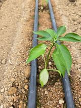 팜모닝 고추·병해충상담 게시글 이미지