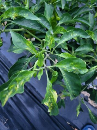 장용익님의 고추 · 병해충상담 작성글 사진