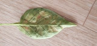 김익중님의 고추 · 병해충상담 작성글 사진