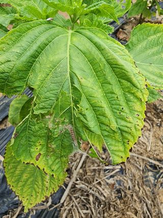 조정구님의 들깨 · 병해충상담 작성글 사진