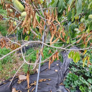 하동삼삼오오님의 기타작물 · 병해충상담 작성글 사진