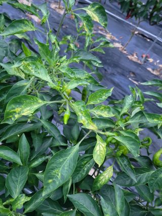 장용익님의 고추 · 병해충상담 작성글 사진