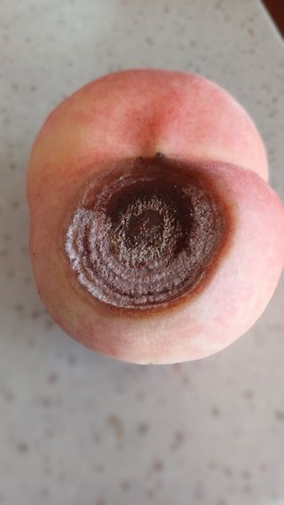 사과대추님의 복숭아 · 병해충상담 작성글 사진