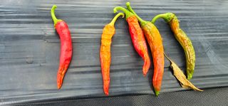 초보농민님의 고추 · 병해충상담 작성글 사진