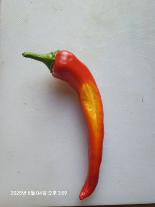 언제나 초보님의 고추 · 병해충상담 작성글 사진