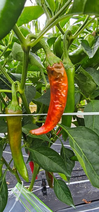 초보농민님의 고추 · 병해충상담 작성글 사진